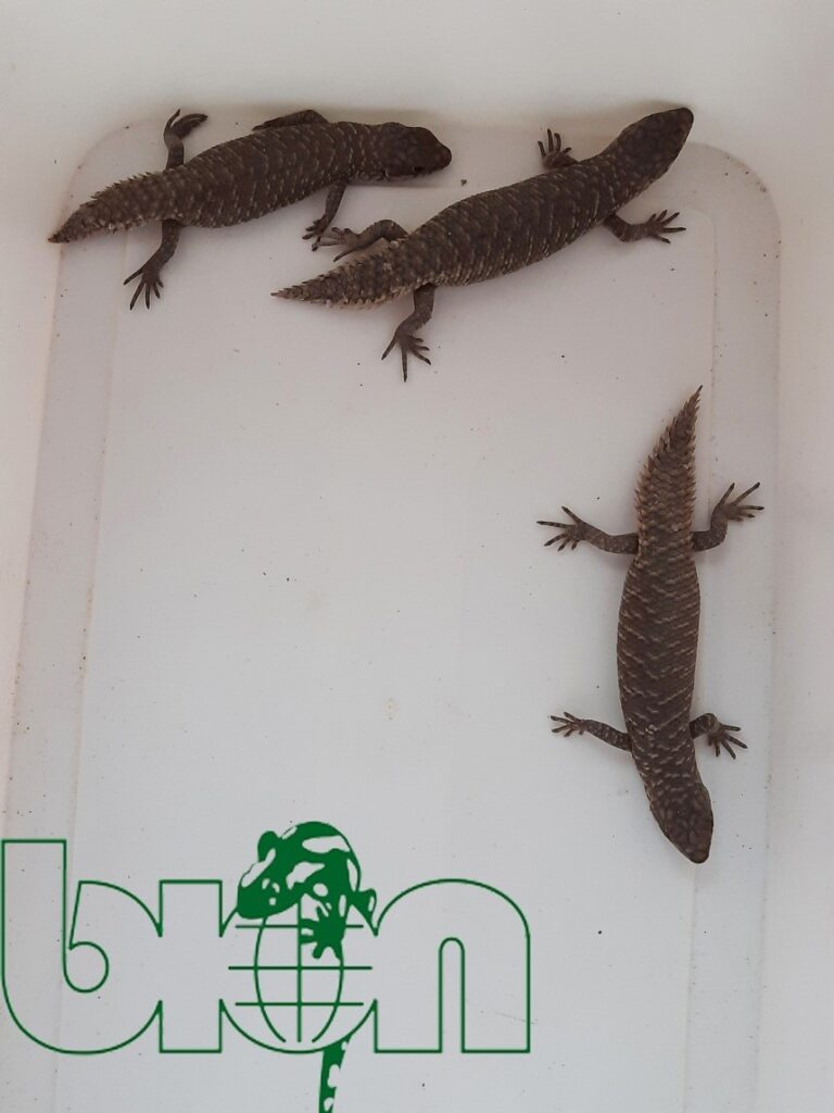 Keeping Gidgee Spiny-Tailed Skink