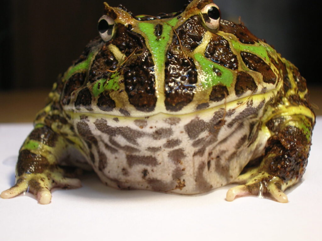 Horned frog known as patient predator