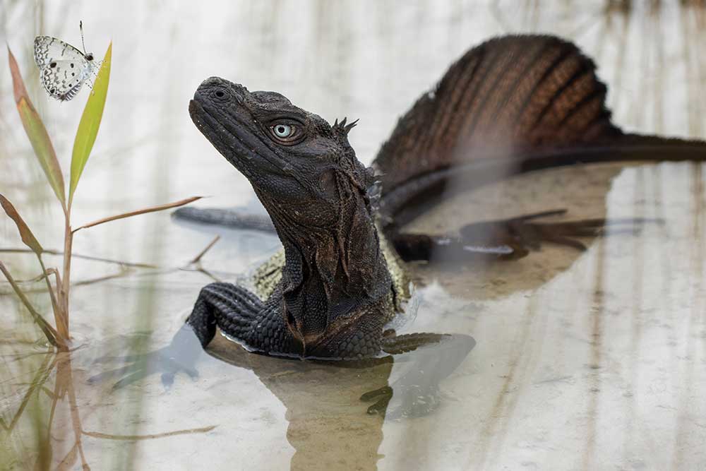 One of new species of Hydrosaurus