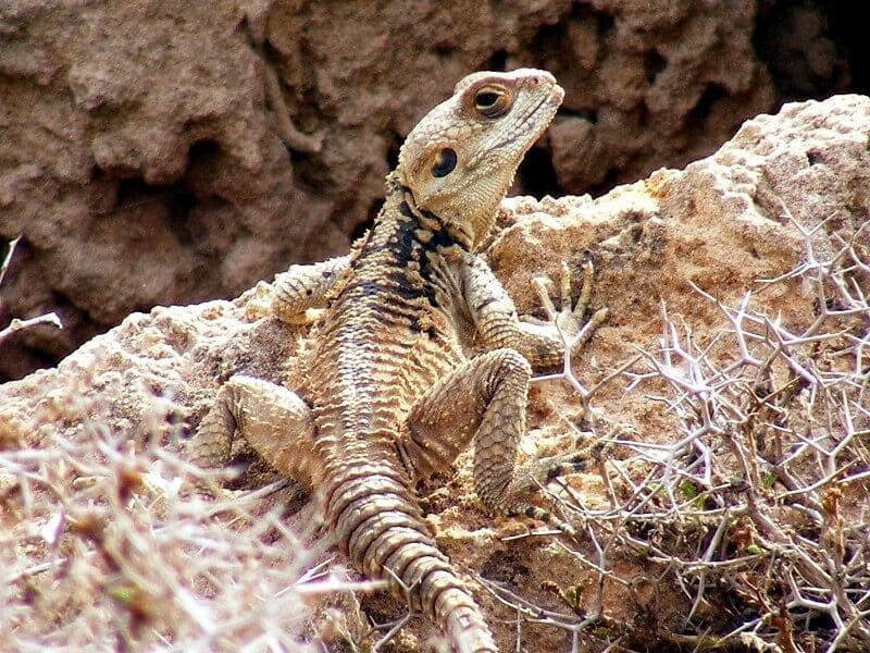 An endemic lizard from Cyprus