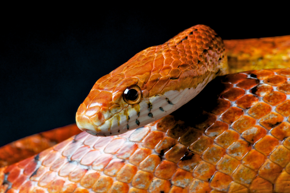 Consequences for Snakes in Captivity