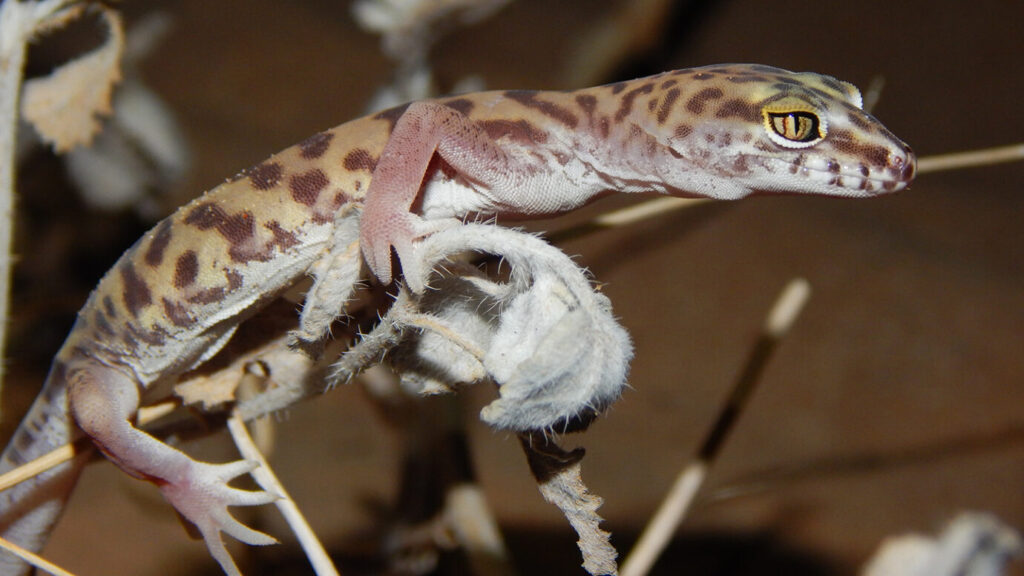 Western banded gecko