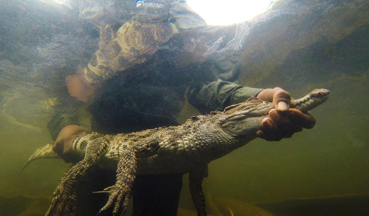 Siamese crocodiles