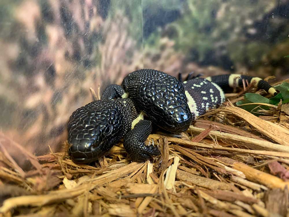 Guatemalan beaded lizard at Oklahoma City Zoo