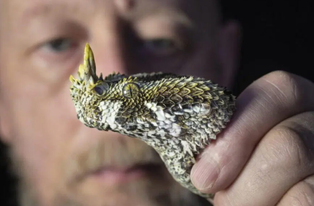 Butterfly viper