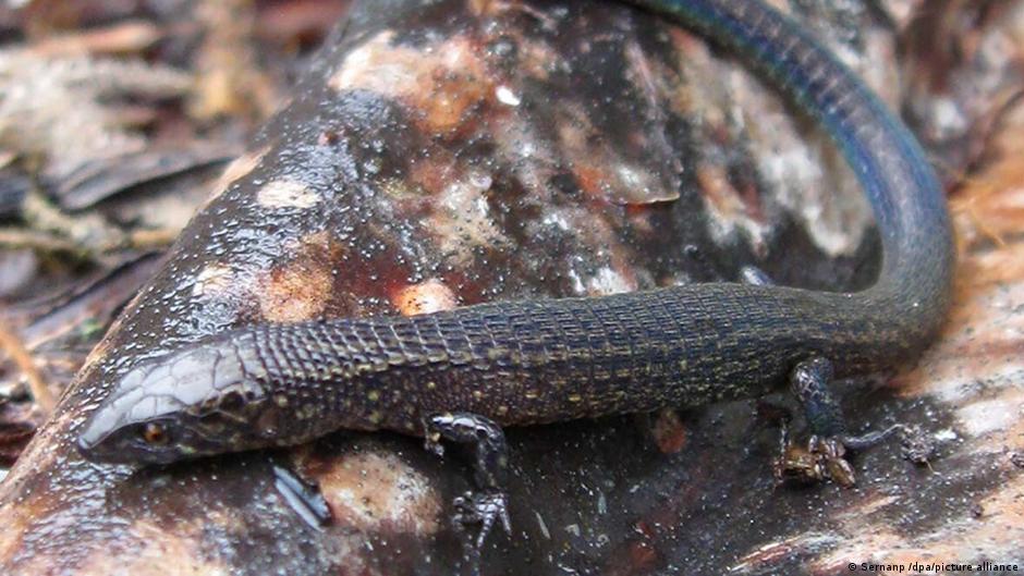 Proctoporus optimus—species new to science
