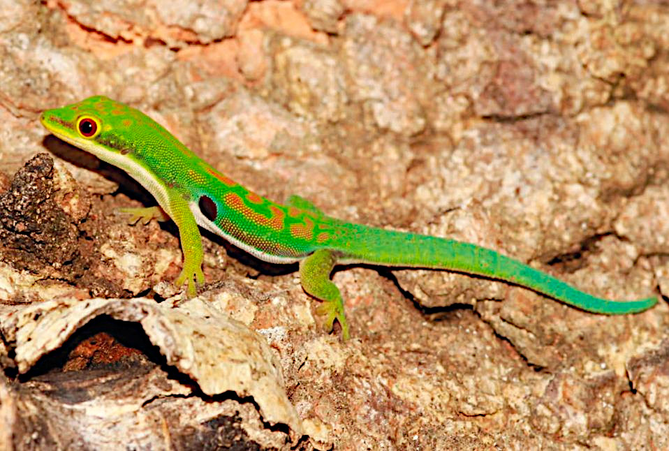 A new subspecies of day geckos was found on Nosy Be Island
