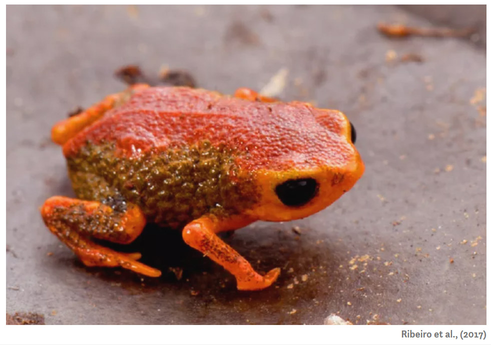 Pumpkin toadlet