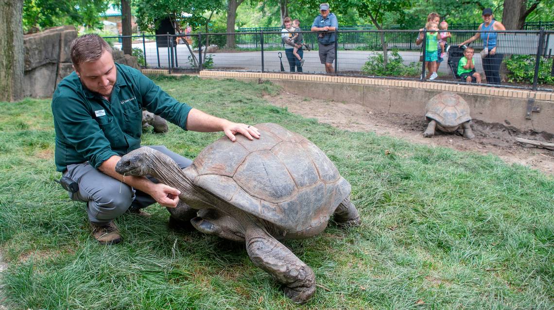 Othello, an Aldabra tortoise—one of the oldest animals in St.Louis Zoo