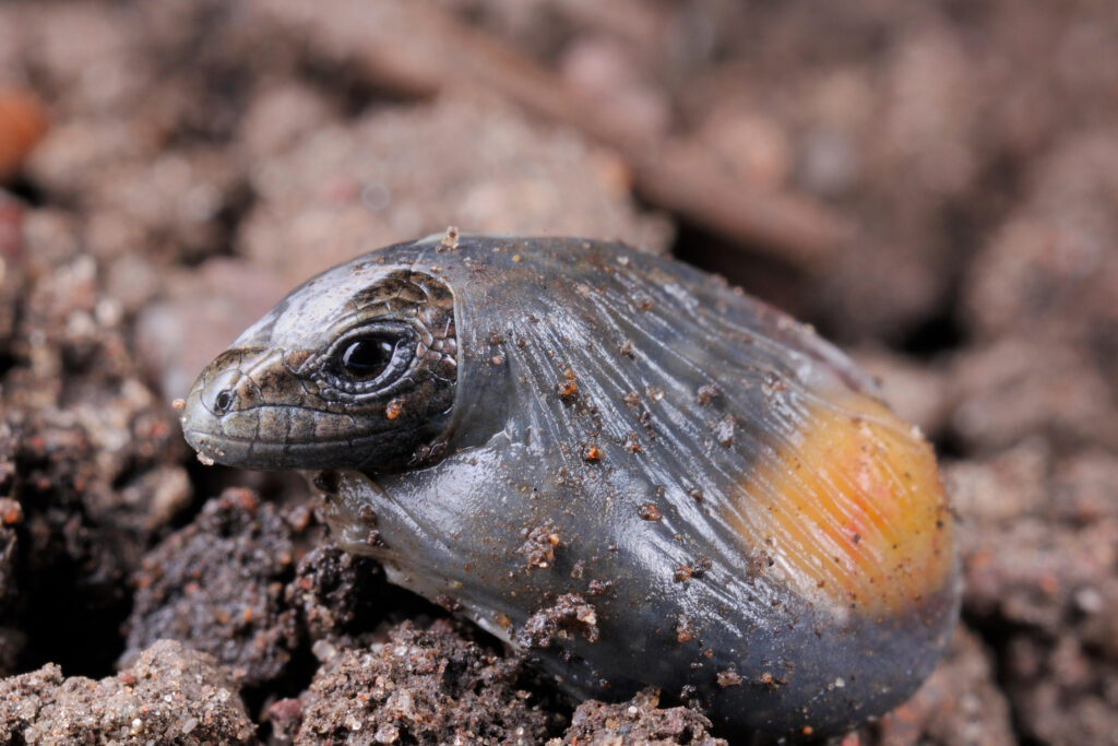 Why do we have "Egg Laying" and "Live Birth" reptiles on our planet