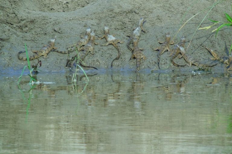 Gharial crocodiles in the Karnali River