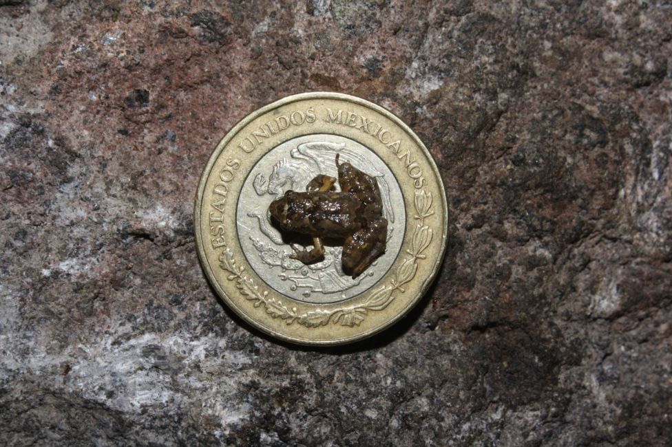 One of new species of frogs