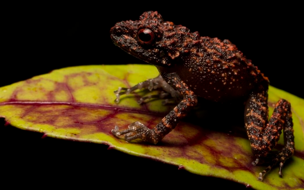Rugose forest frog