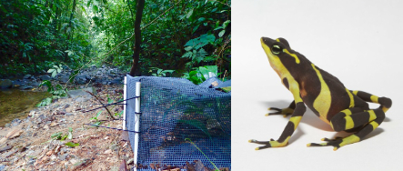 Atelopus limosus