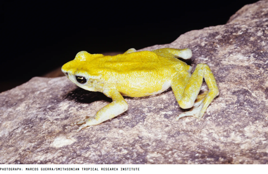 The global fungal pandemic wiped out amphibians.