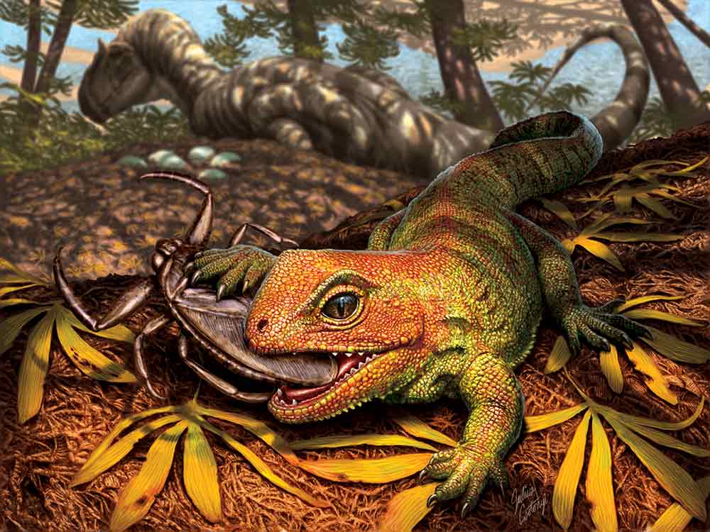 An ancient relative to New Zealand’s tuatara.