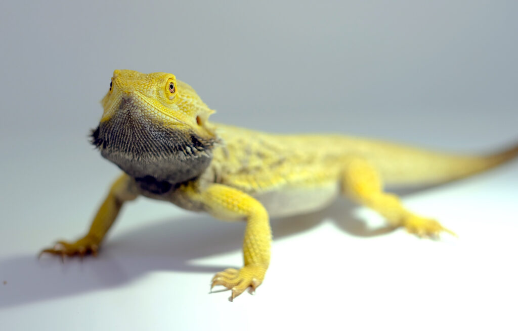 Australian bearded dragon providing important insights into brain evolution
