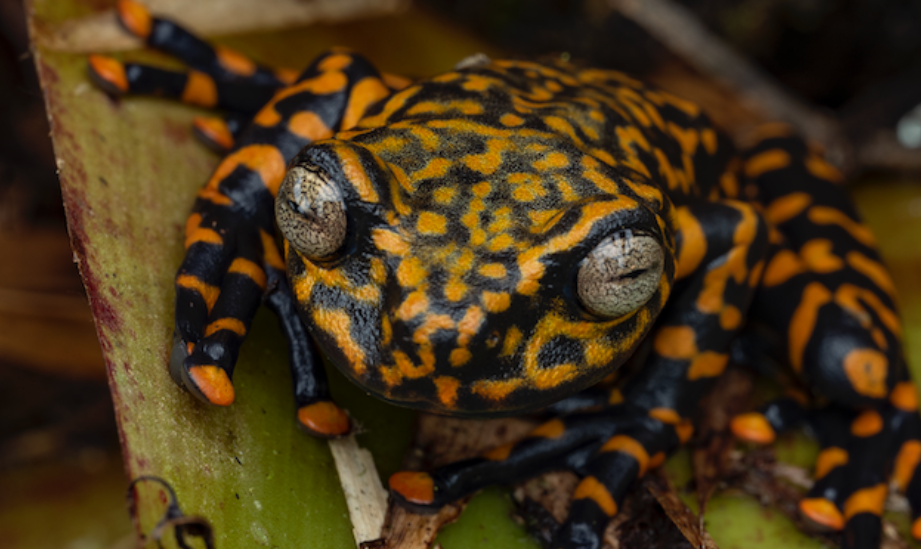he new polka-dotted frog (Hyloscirtus sethmacfarlanei)