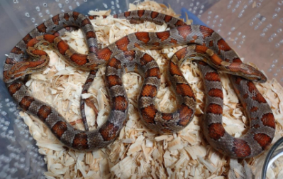 Red Ratsnakes
