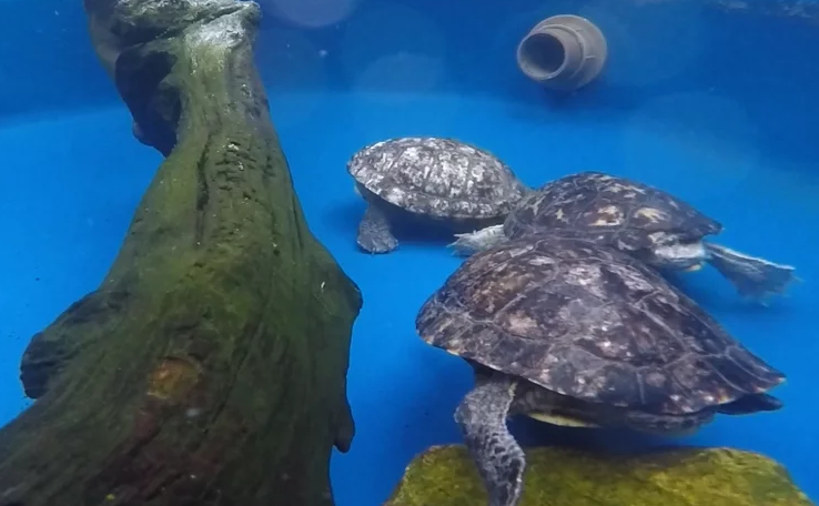 Do turtles talk? Scientists say yes