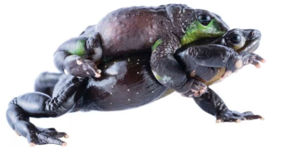harlequin frog