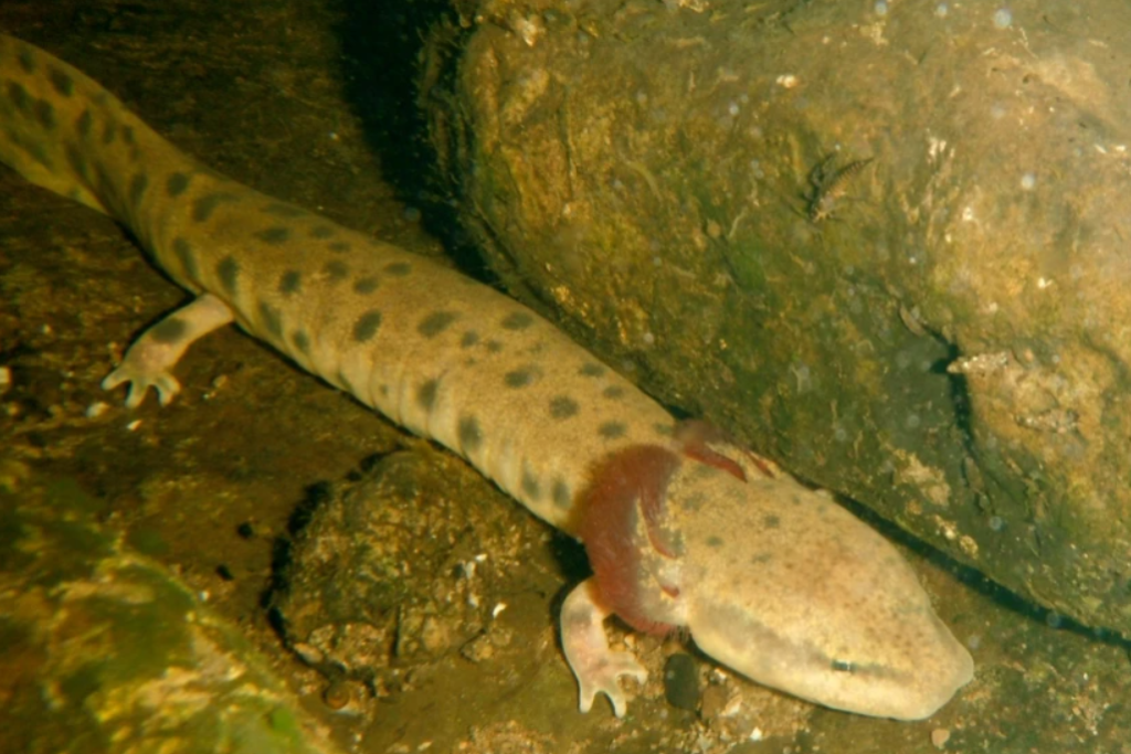 Mudpuppies are Wisconsin’s only fully aquatic salamanders