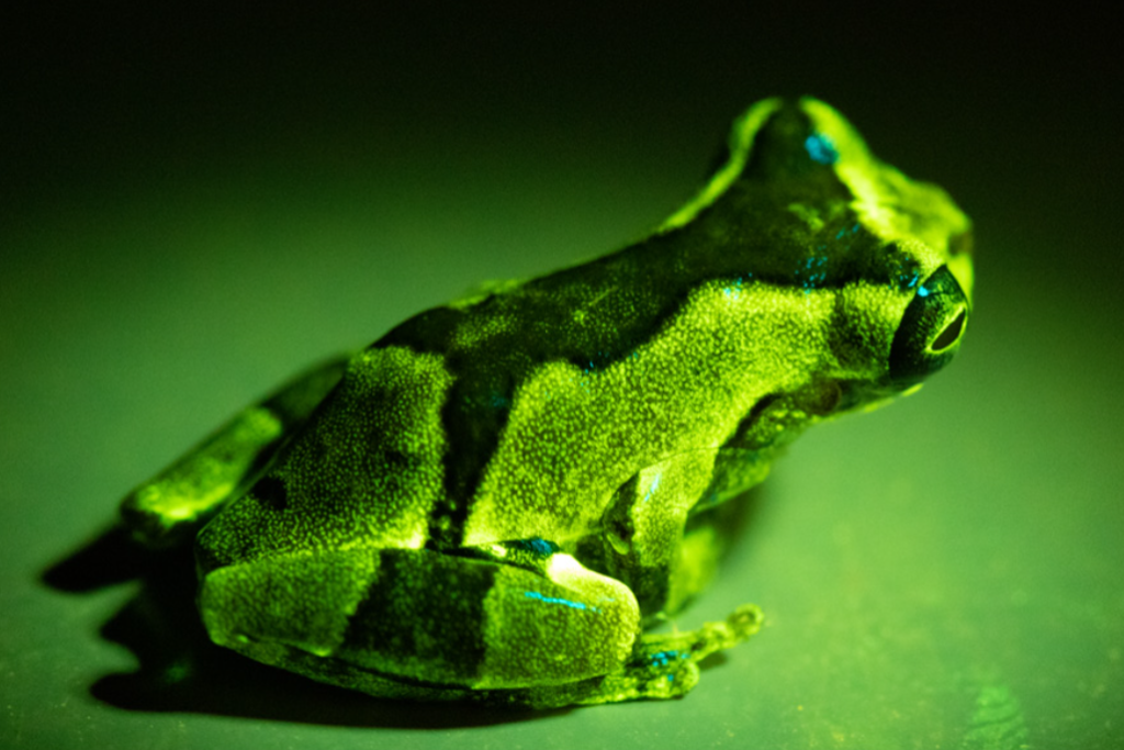fluorescent frogs