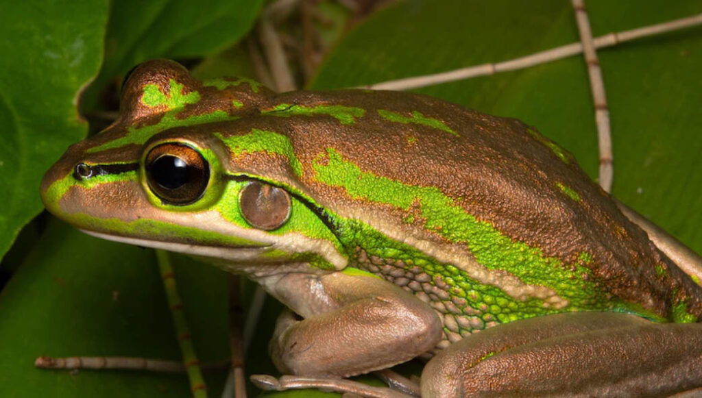 Australian Frog Calls: Songs of Disappearance