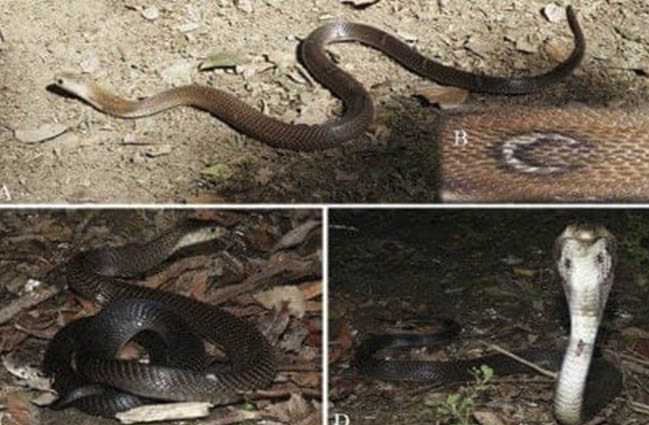 King cobra