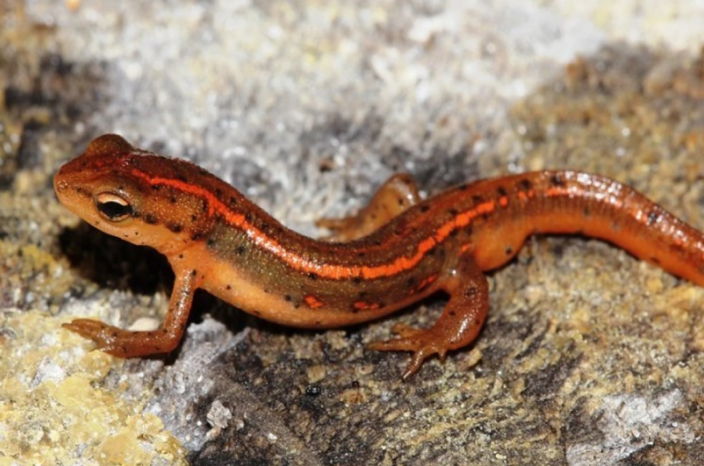 Striped newt