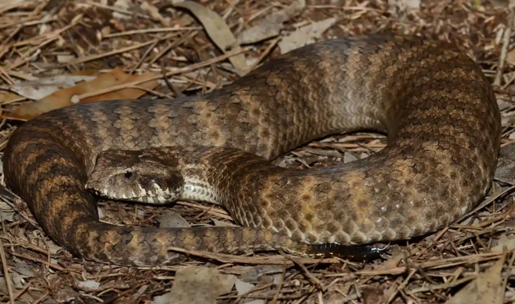 Snakes have clitoris