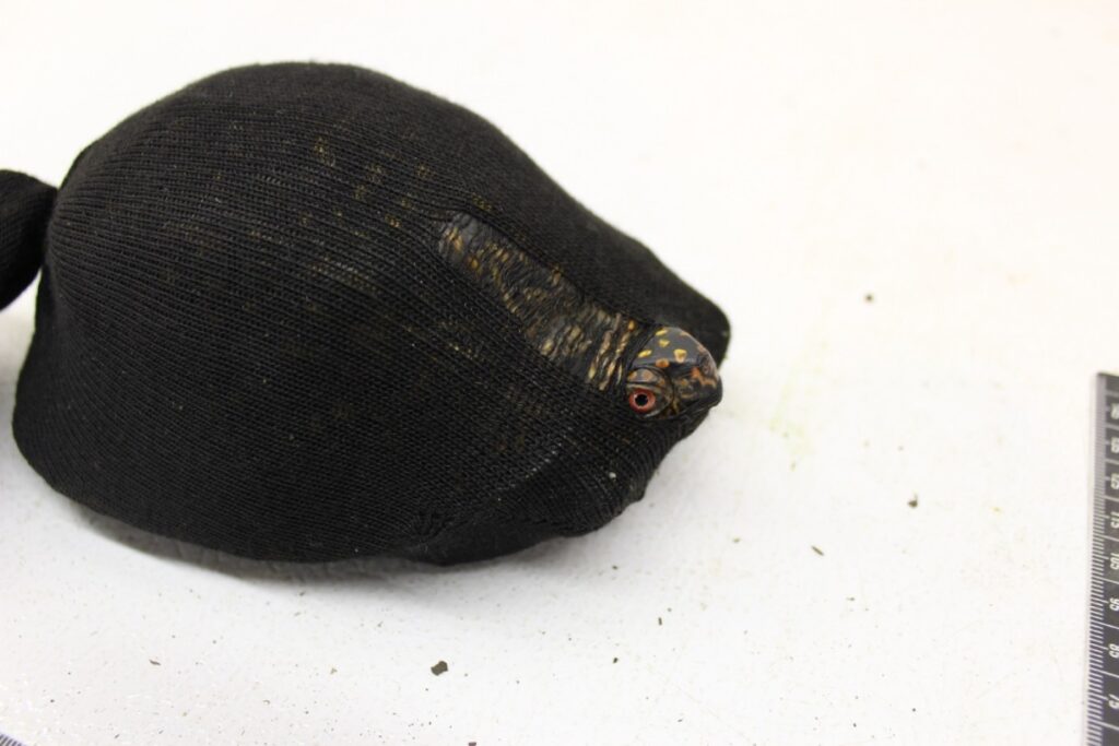 An eastern box turtle, bound by tape and stuffed in a tube sock for turtle trafficking