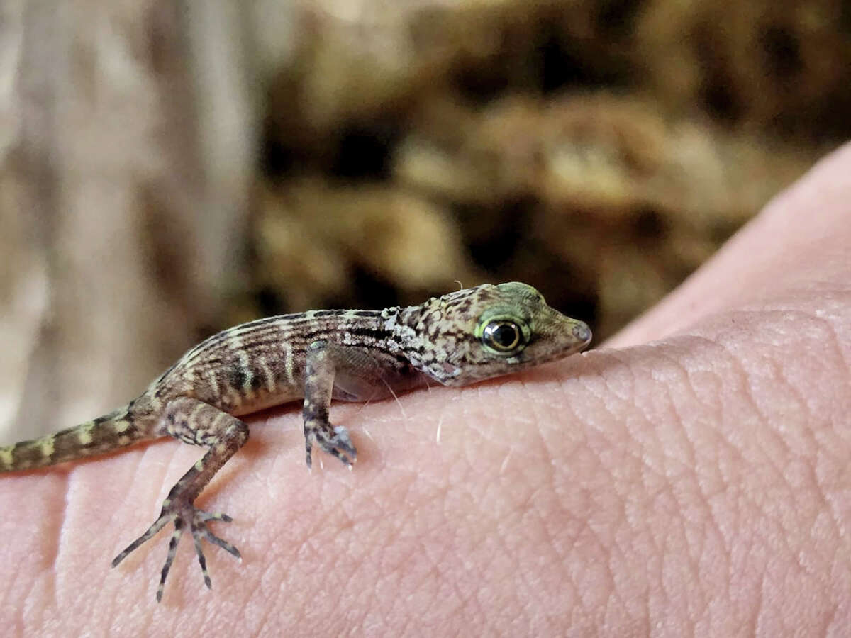 Psychedelic rock gecko in San Antonio Zoo's Reptile House