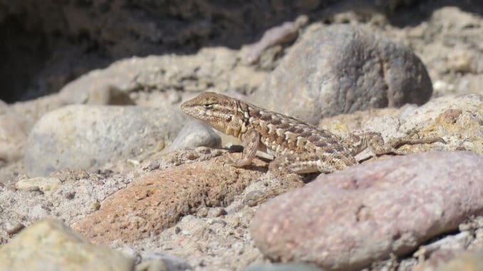 River restoration brings huge benefits for local reptiles and amphibians