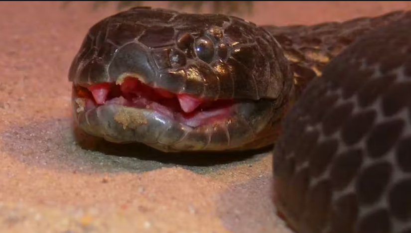 Tiger snake (Notechis scutatus)