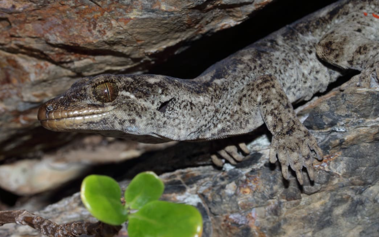 New Zealand geckos Hoplodactylus