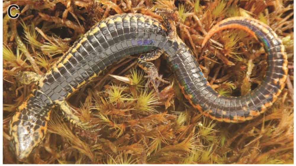 The new lizard, Proctoporus titans sp. nov.