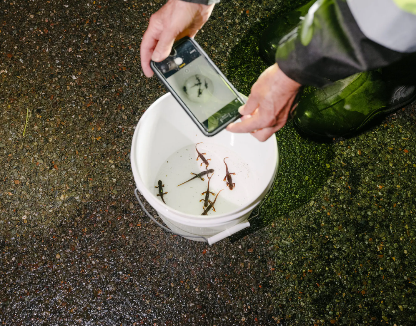 Newts saved by members of the Chileno Valley Newt Brigade