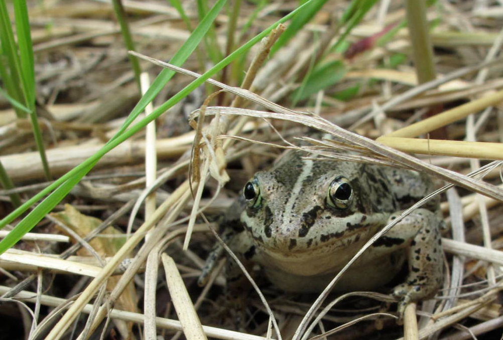 wood frog