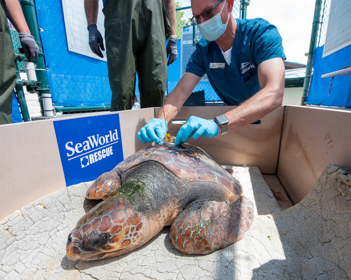 The loggerhead turtle named Ruth