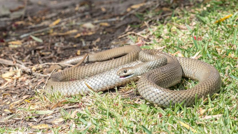 Snakes are not deaf