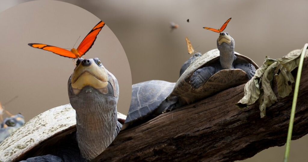 Photo captures butterfly drinking turtle tears.