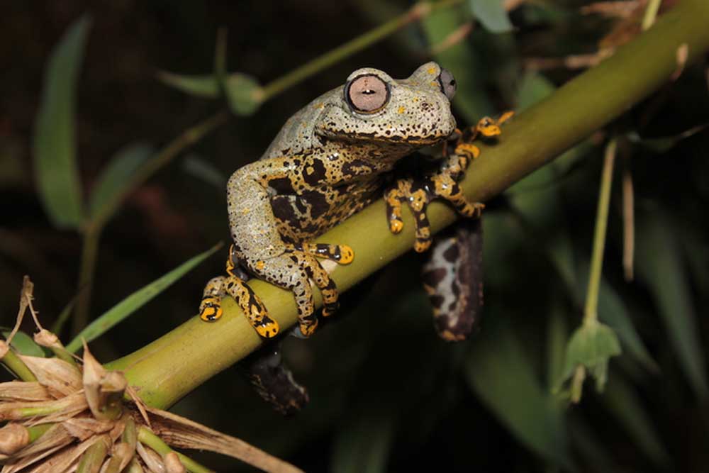 A new species of stream frog named after Tolkien