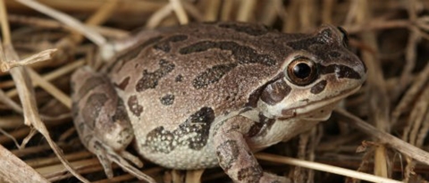 Illinois chorus frog