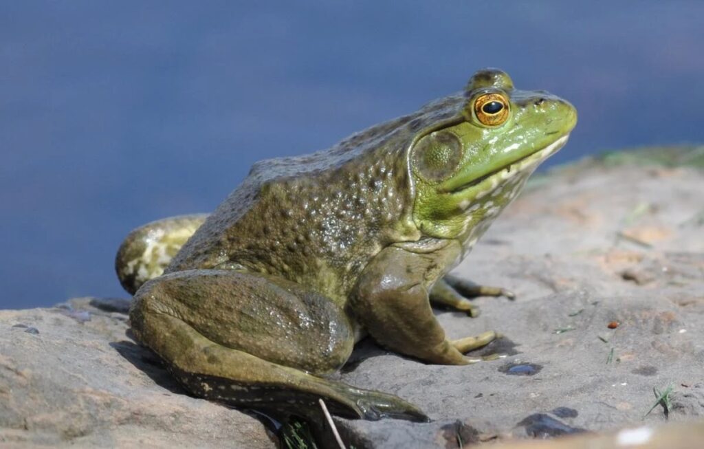 American bullfrog
