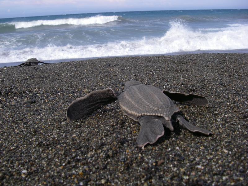 sea turtle