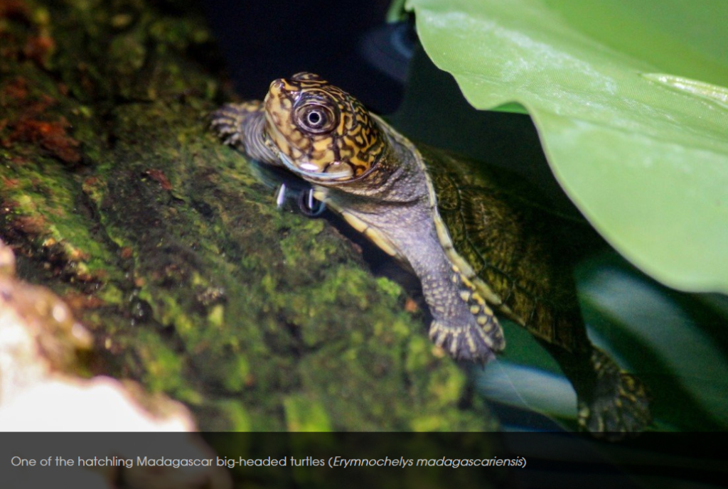 Madagascar big-headed turtles