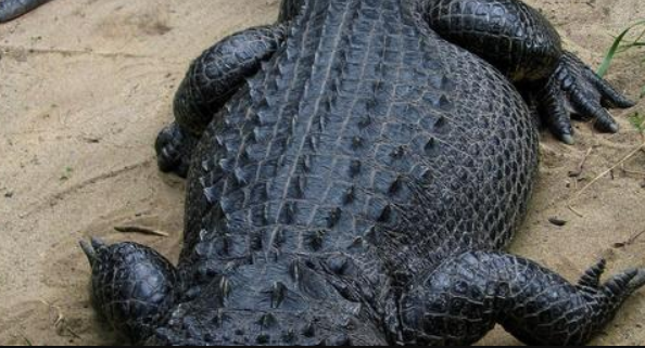 Alligators in Florida