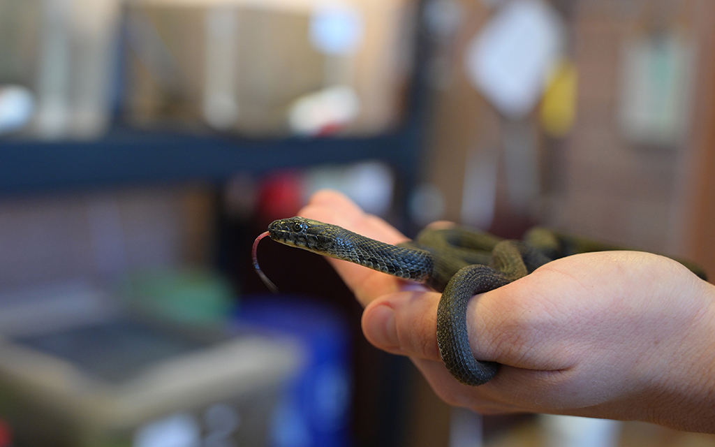 Narrow-headed garter snake