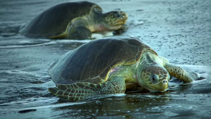 The turtle robot followed by thousands of reptiles